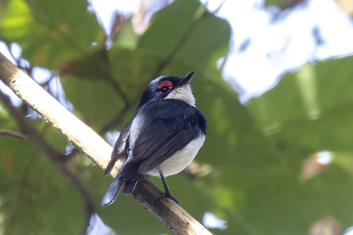 Banded Wattle-eye