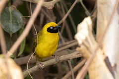 Bannerman's Weaver photo 1