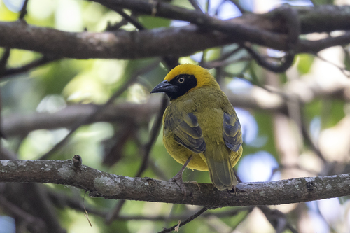 Bannerman's Weaver