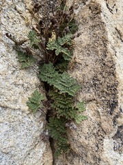 California Maidenhair Fern (Notholaena californica)