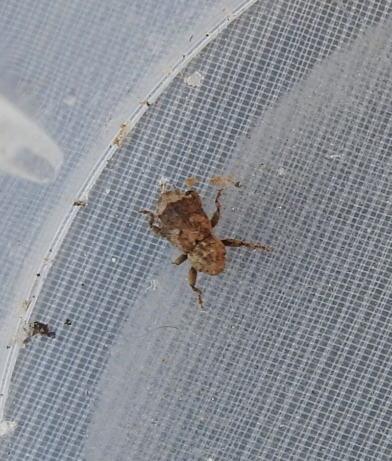 Dichromacalles impressicollis