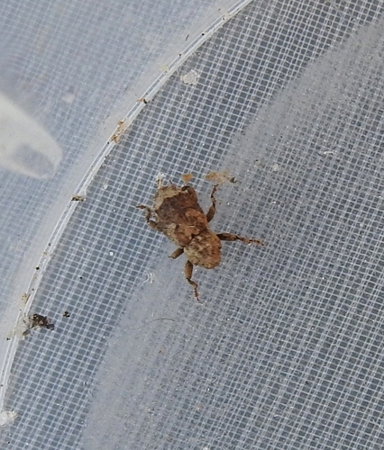 Dichromacalles impressicollis