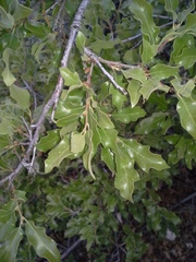 Quercus pungens