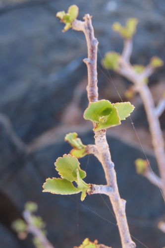 Commiphora namaensis