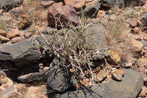 Commiphora namaensis