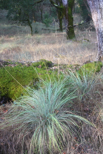 California fescue (Festuca californica)