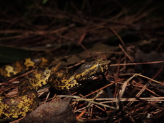 Craspedocephalus puniceus