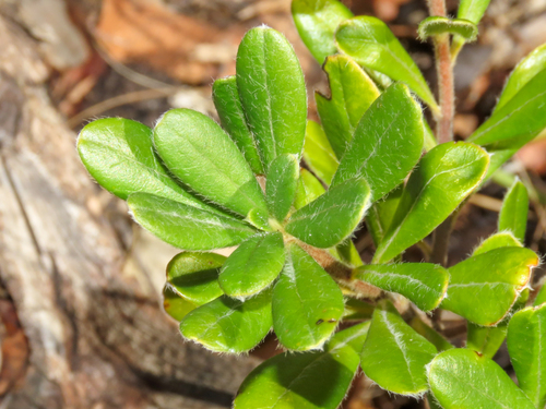 Daphne sericea (Daphne sericea)