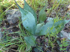 Agave flexispina