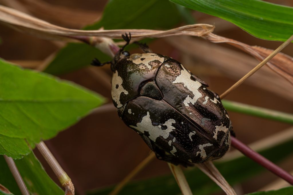 Potosiomima