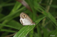Ypthima ceylonica