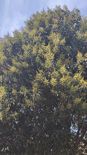 Mangifera indica