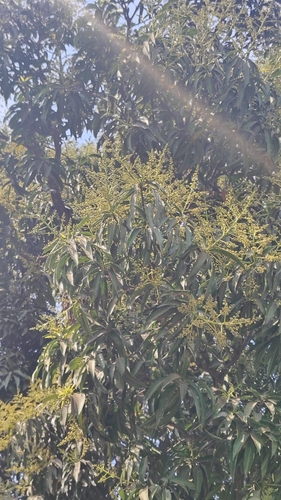 Mangifera indica