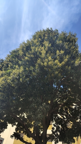 Mangifera indica