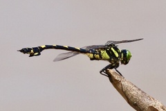 Sinictinogomphus clavatus
