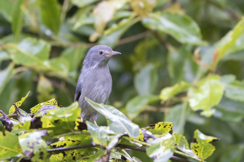 iNaturalist image