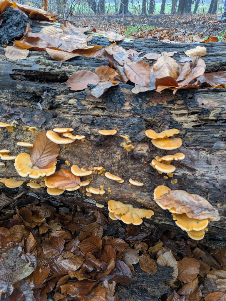 Phyllotopsis nidulans · December 2025 · photo: © zuwalamarcin921 (iNaturalist, cc-by)