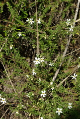 Jamesbrittenia argentea