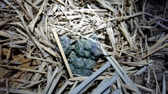 Nyctereutes procyonoides