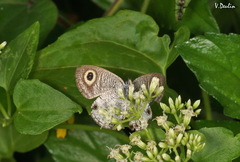 Ypthima ceylonica