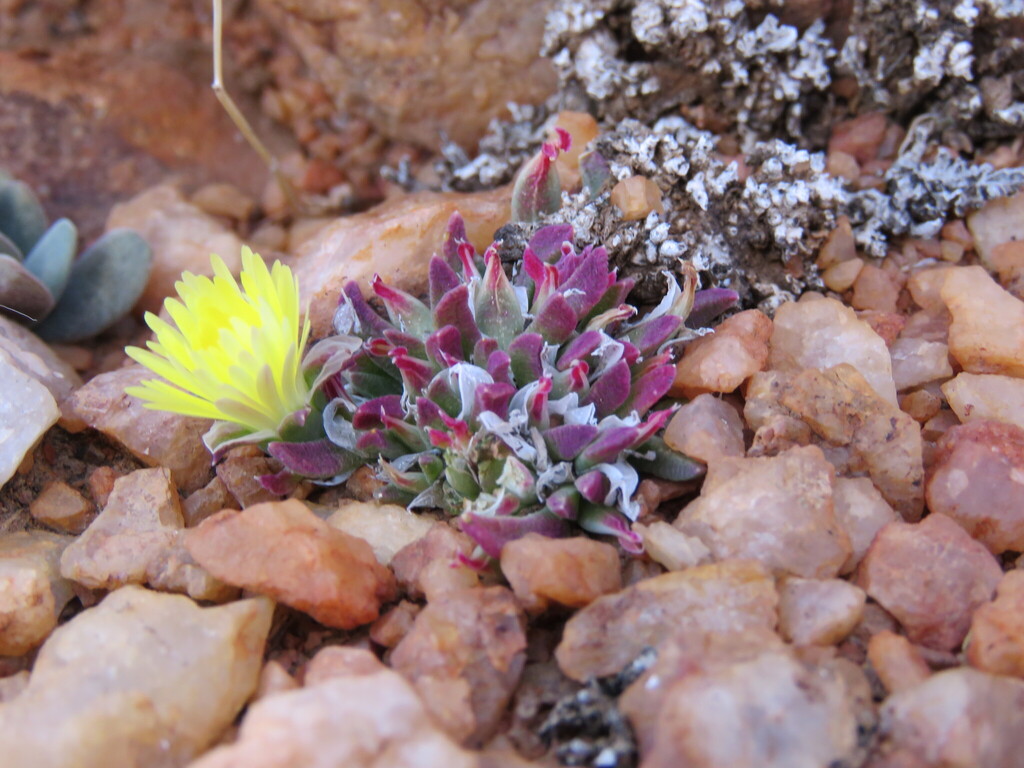 Cheiridopsis umbrosa