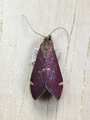 Pyrausta grotei