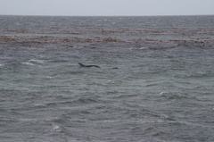 Sagmatias australis