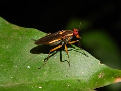 Thecomyia