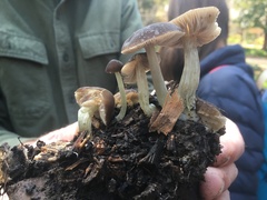 Pluteus nanus