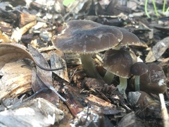Pluteus nanus