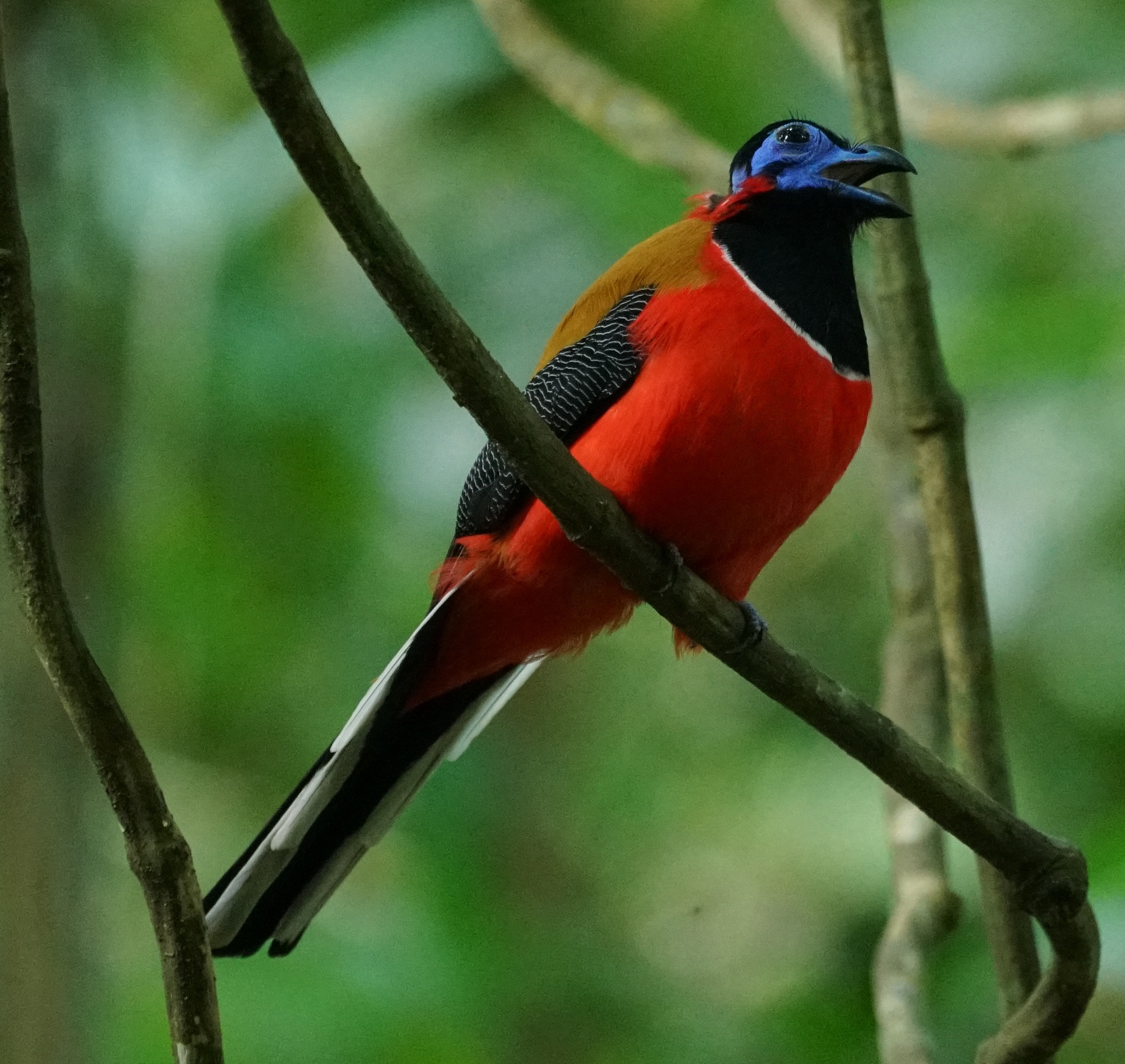 Red-naped Trogon (Harpactes kasumba), photo 2
