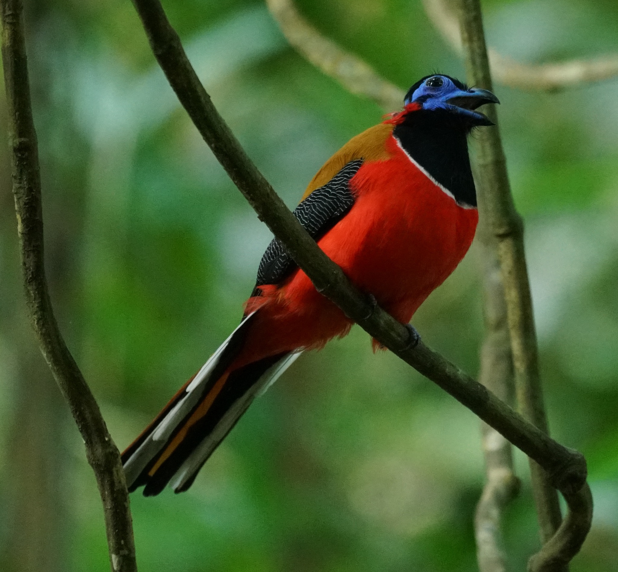 Red-naped Trogon (Harpactes kasumba), photo 1