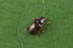 Brachypterus