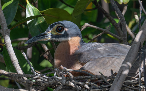 iNaturalist: (c) Luc Claes, some rights reserved (CC BY-NC), uploaded by Luc Claes iNaturalist image