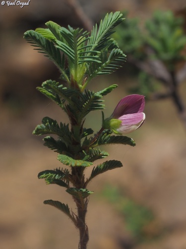 Kotschya perrieri