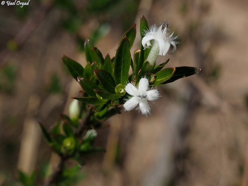 Triainolepis xerophila