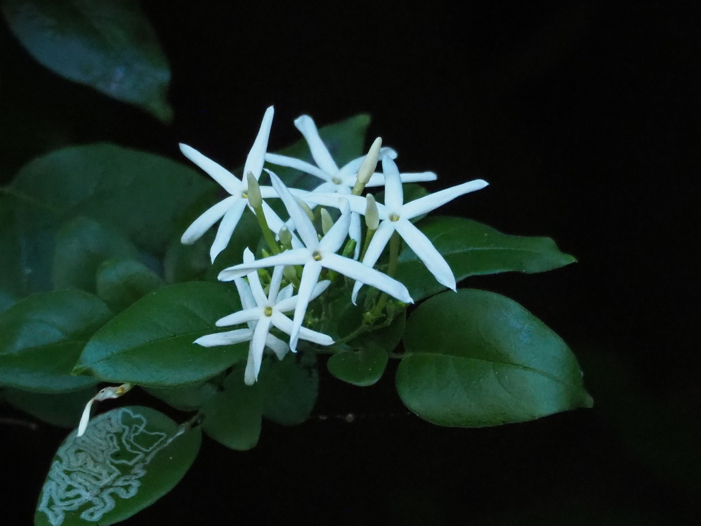 Jasminum sinense