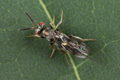Monodontomerus