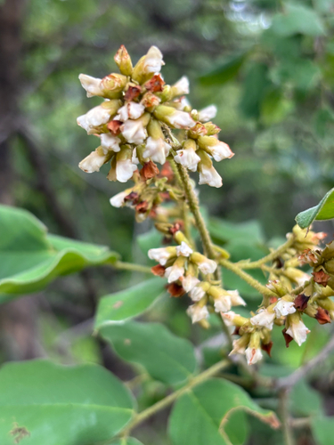 Dalbergia glandulosa