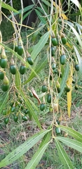 Nectandra angustifolia