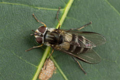 Leucozona laternaria