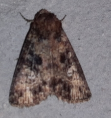 Condica albigera