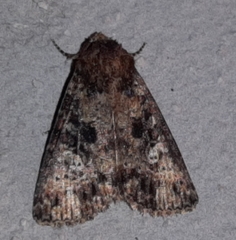 Condica albigera