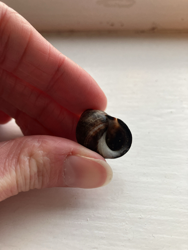 Littorina littorea