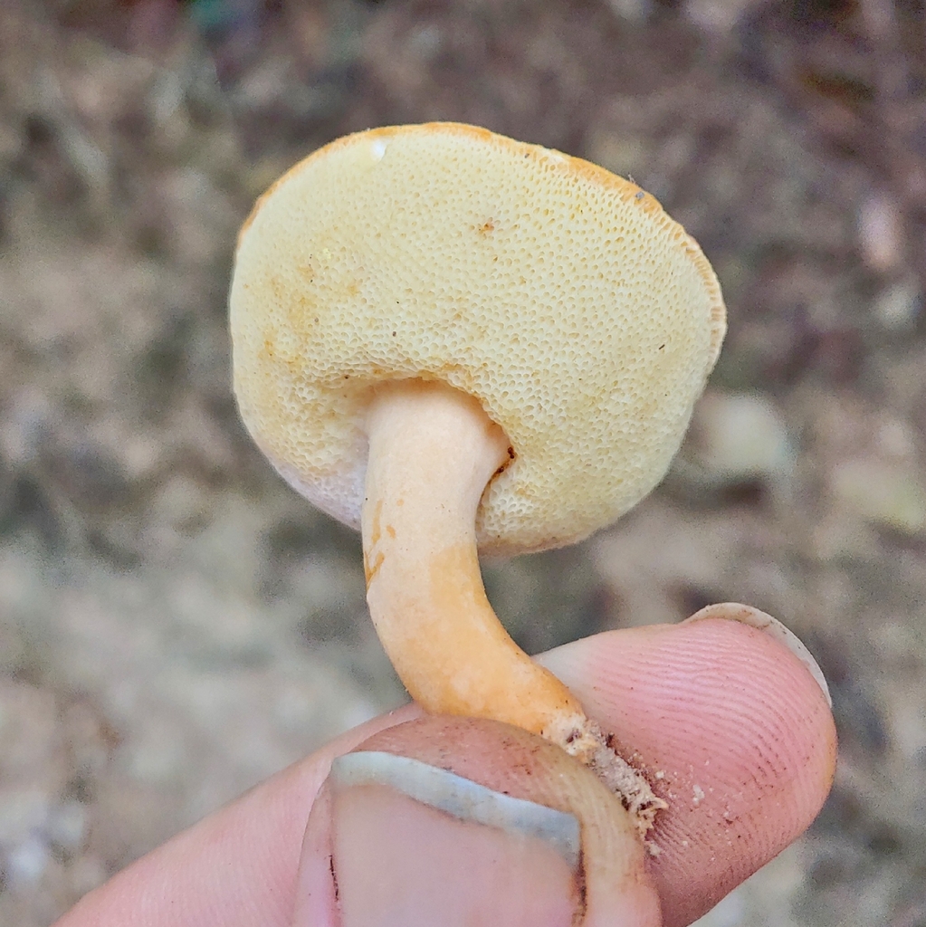 Gyroporus sp. 'subalbellus-PR01'