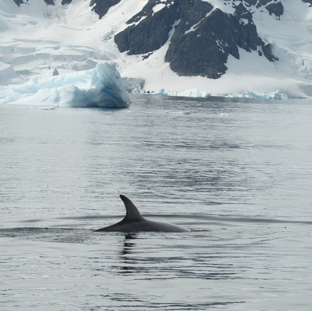 Antarctic minke whale surfacing among Antarctic icebergs