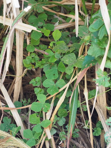 Rhynchosia volubilis, photograph 6