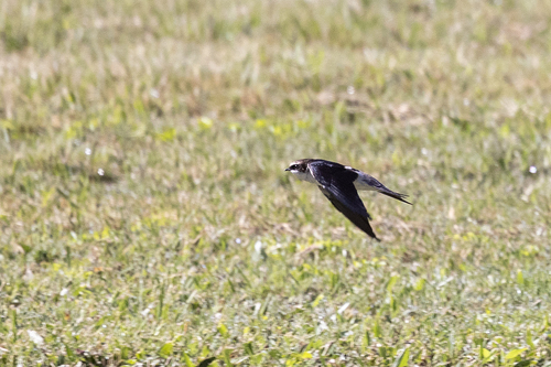 iNaturalist image