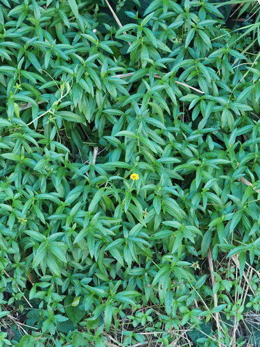 Sphagneticola calendulacea, photograph 2
