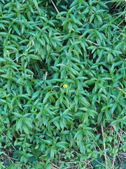 Sphagneticola calendulacea, photograph author not stated, no rights reserved